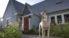 4 Vijeće kinologa: kako naučiti psa da čuva kuću ili dvorište